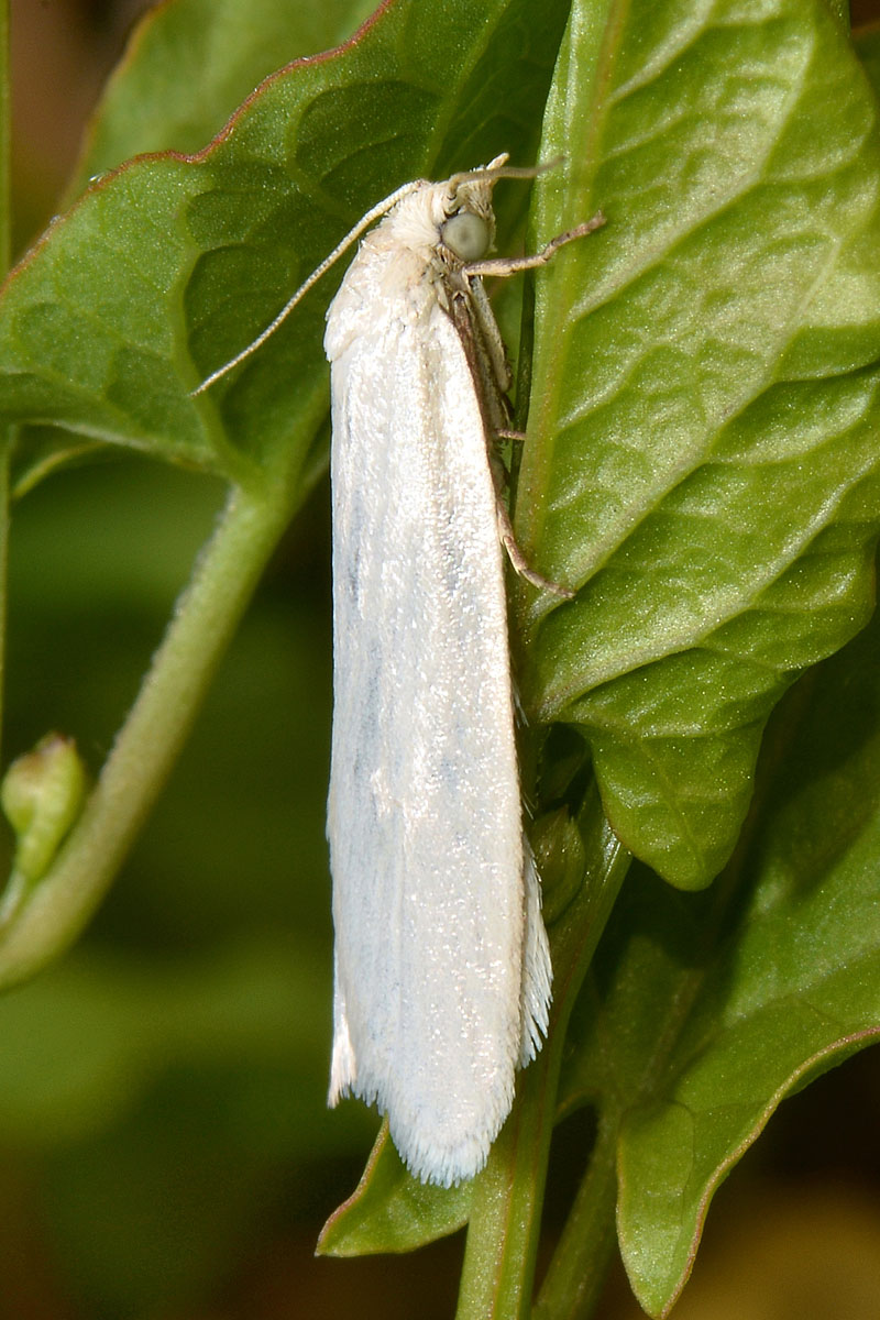 Una candida Tortricidae - Eana argentana